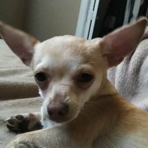 Meet your Posher, Al